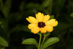 Fringeleaf tickseed